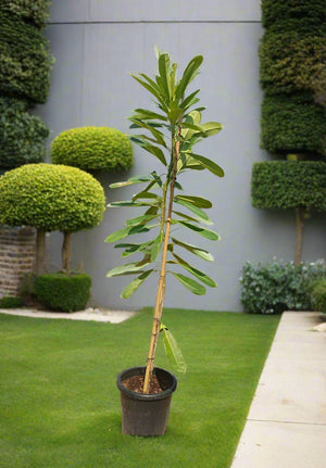 Plumeria Obtusa (Frangipani) - Acacia Garden Center
