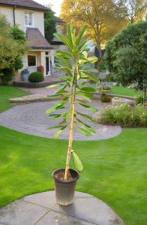 Plumeria Obtusa (Frangipani) - Acacia Garden Center