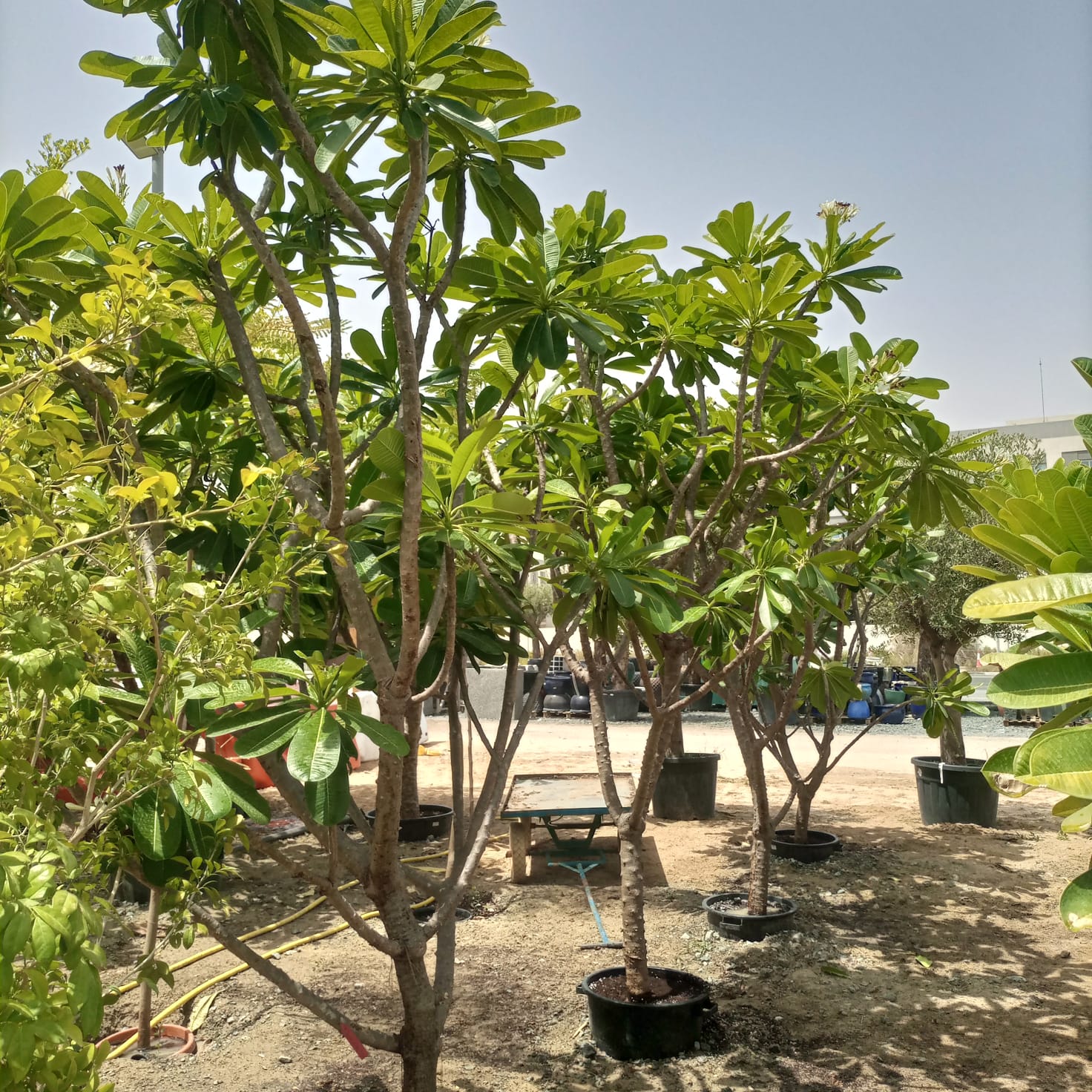 Plumeria Obtusa (Frangipani) - Acacia Garden Center