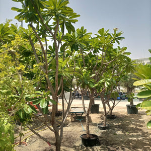 Plumeria Obtusa (Frangipani) - Acacia Garden Center
