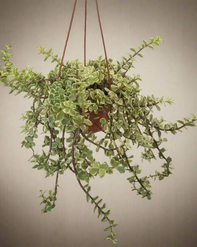 Portulacaria Afra Variegated (Elephant Bush | Spekboom) - Acacia Garden Center