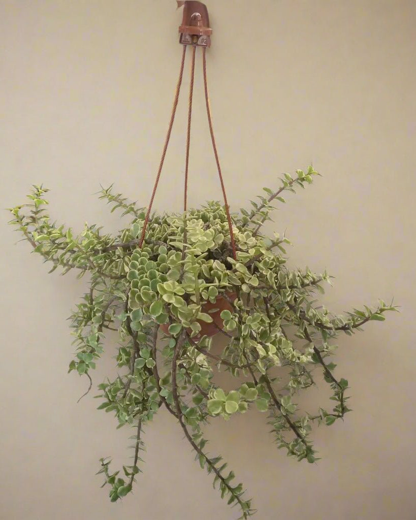 Portulacaria Afra Variegated (Elephant Bush | Spekboom) - Acacia Garden Center