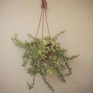 Portulacaria Afra Variegated (Elephant Bush | Spekboom) - Acacia Garden Center