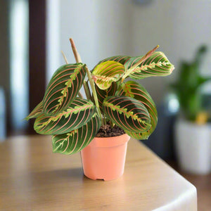 Prayer Plant (Maranta leuconeura) 10 - 20cm - Acacia Garden Center