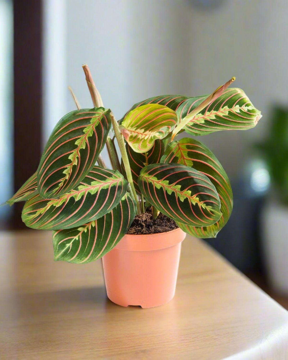 Prayer Plant (Maranta leuconeura) | Compact, 10–20 cm - Acacia Garden Center