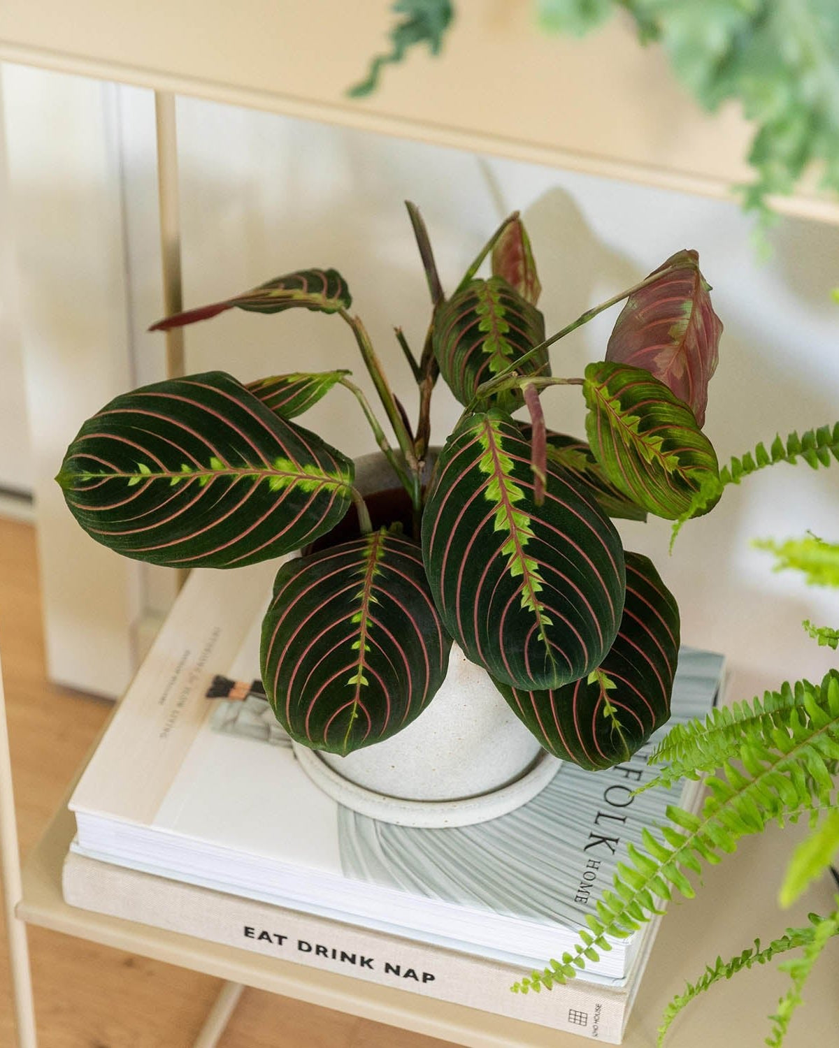 Prayer Plant (Maranta leuconeura) | Compact, 10–20 cm - Acacia Garden Center