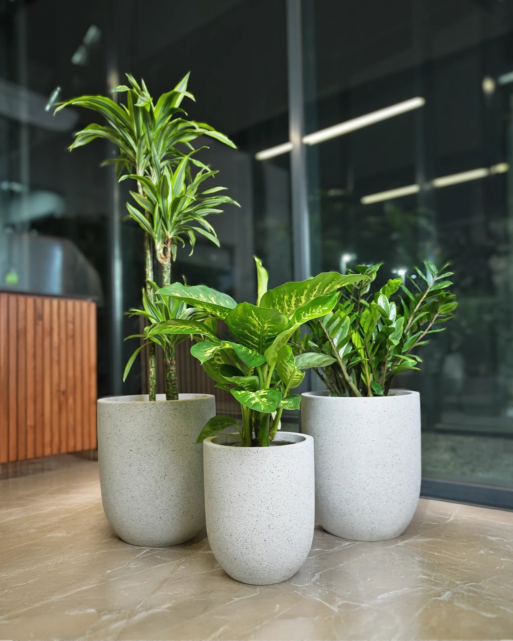 Premium Indoor Plant Bundle - Acacia Garden Center