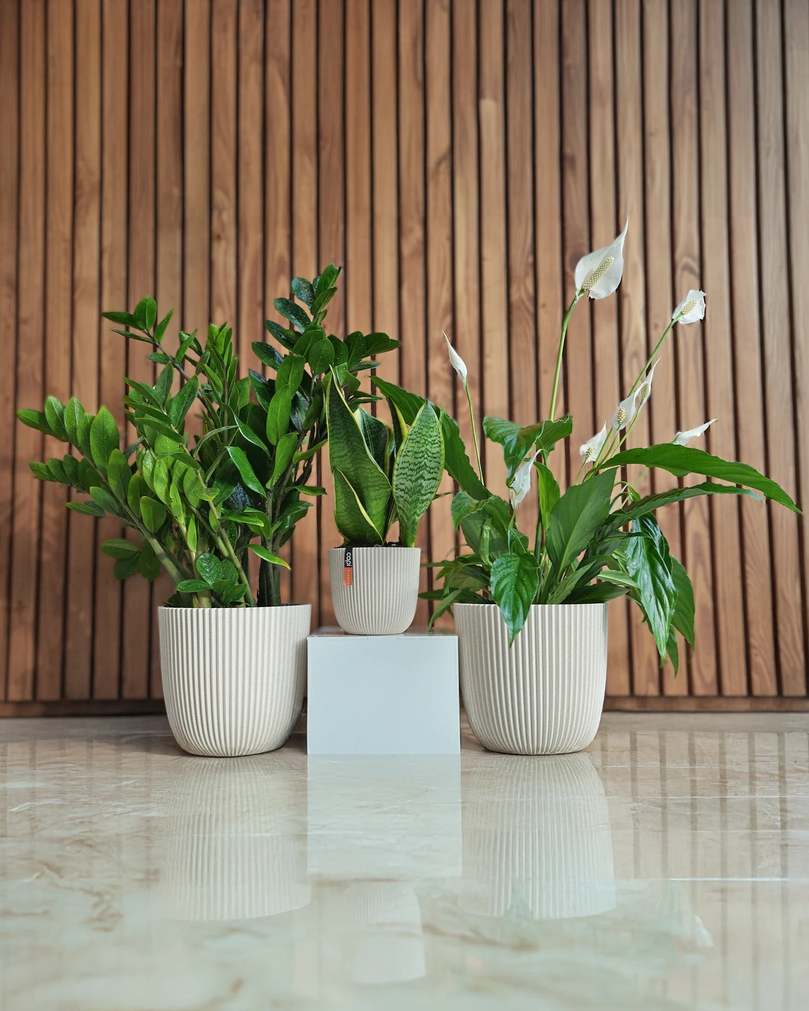 Premium Low - Light Bundle - Acacia Garden Center