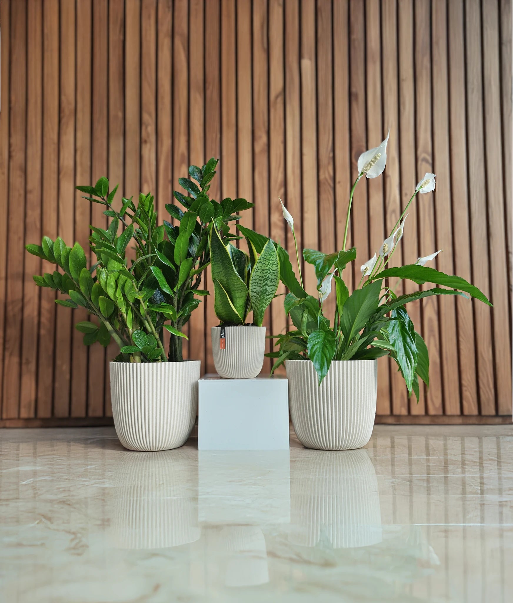 Premium Low - Light Bundle - Acacia Garden Center