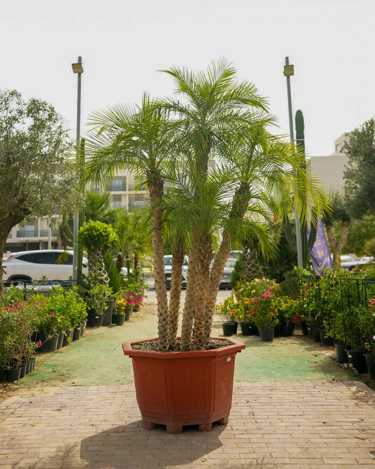 Pygmy Date Palm (Phoenix roebelenii) | Triple Trunk, 1.5–2.0 m - Acacia Garden Center