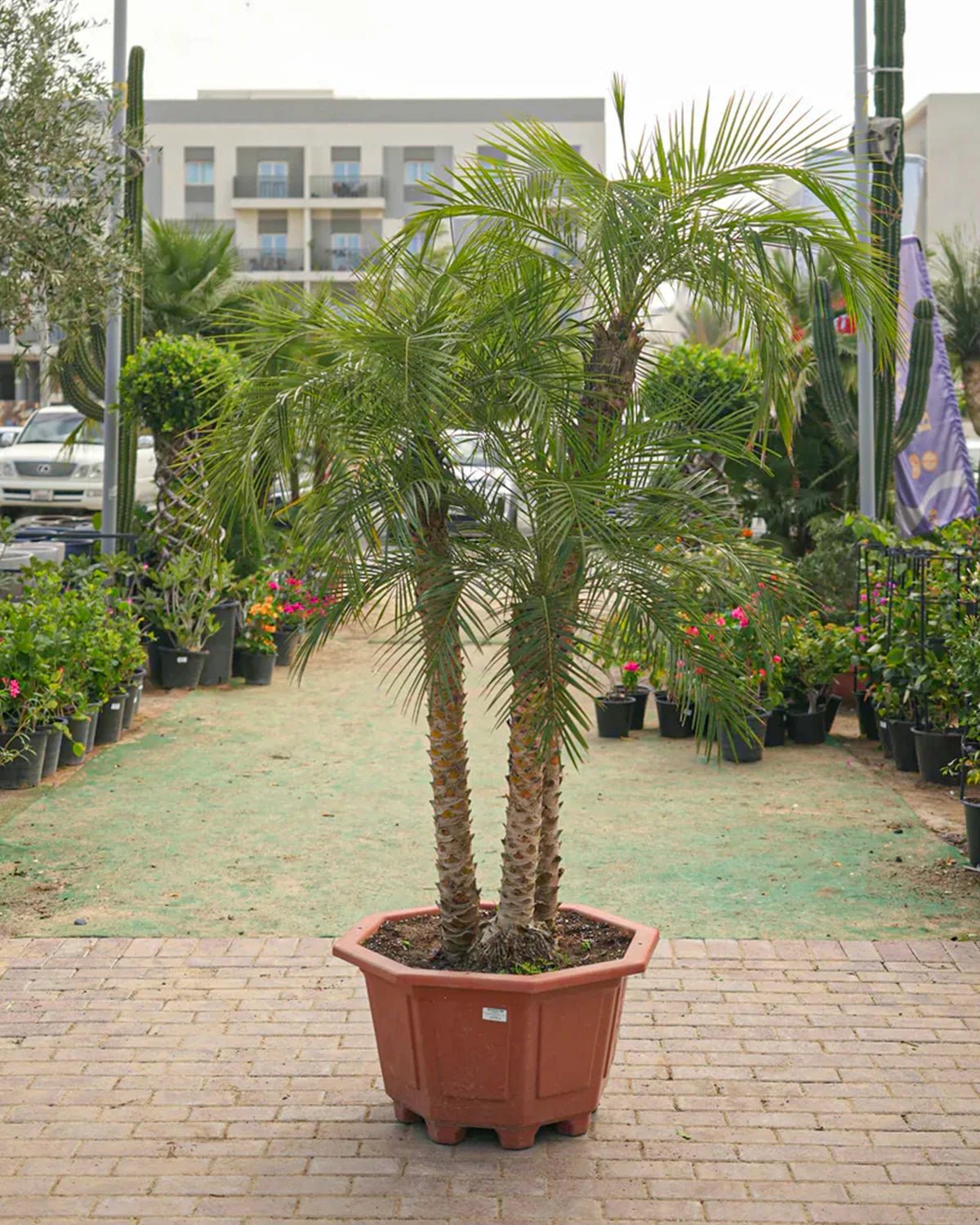 Pygmy Date Palm (Phoenix roebelenii) | Triple Trunk, 1.5–2.0 m - Acacia Garden Center
