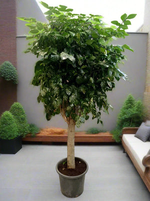 Radermacher (China Doll) Sinica | 1.0 - 1.5m - Acacia Garden Center