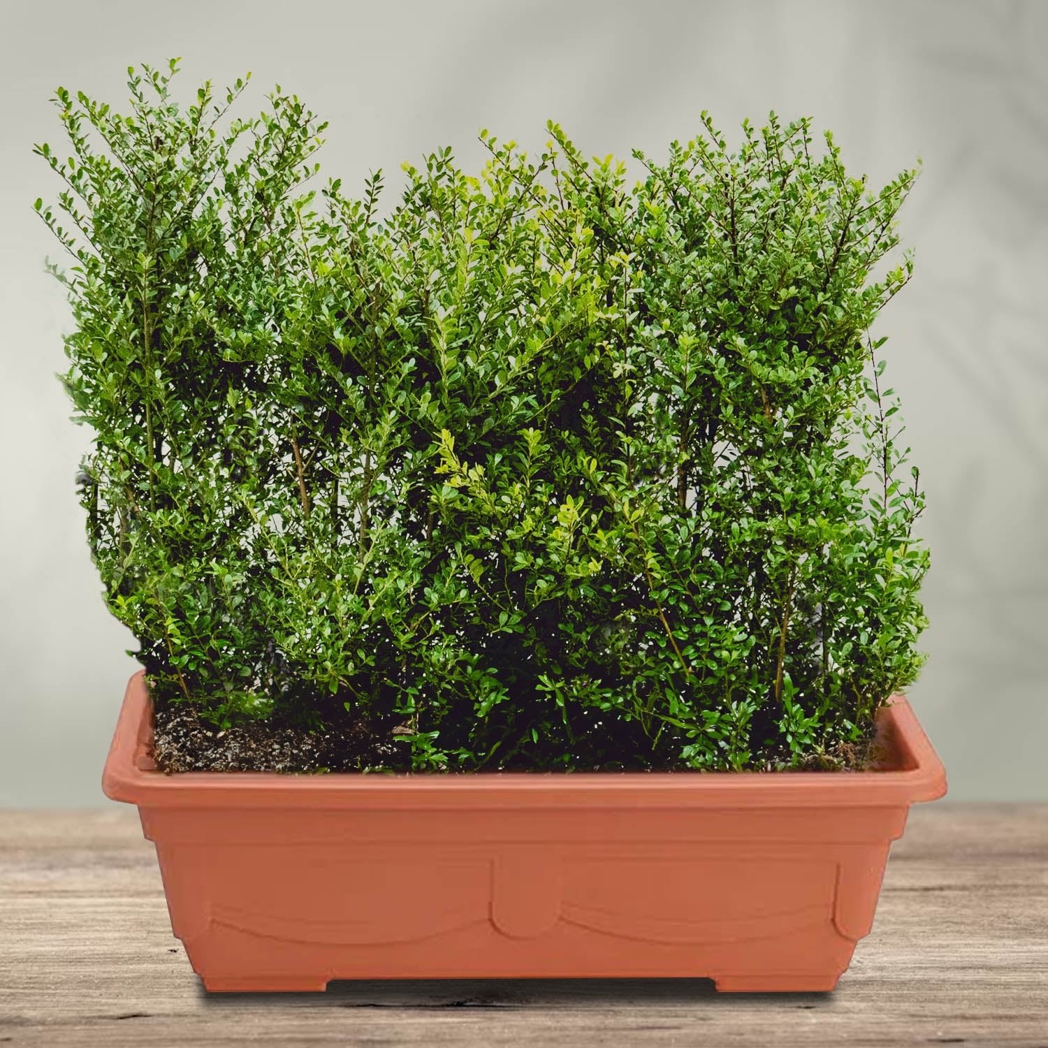 Rectangle Flowerpot with Plate 44.5x20.5x14cm, Terracotta Color - Acacia Garden Center