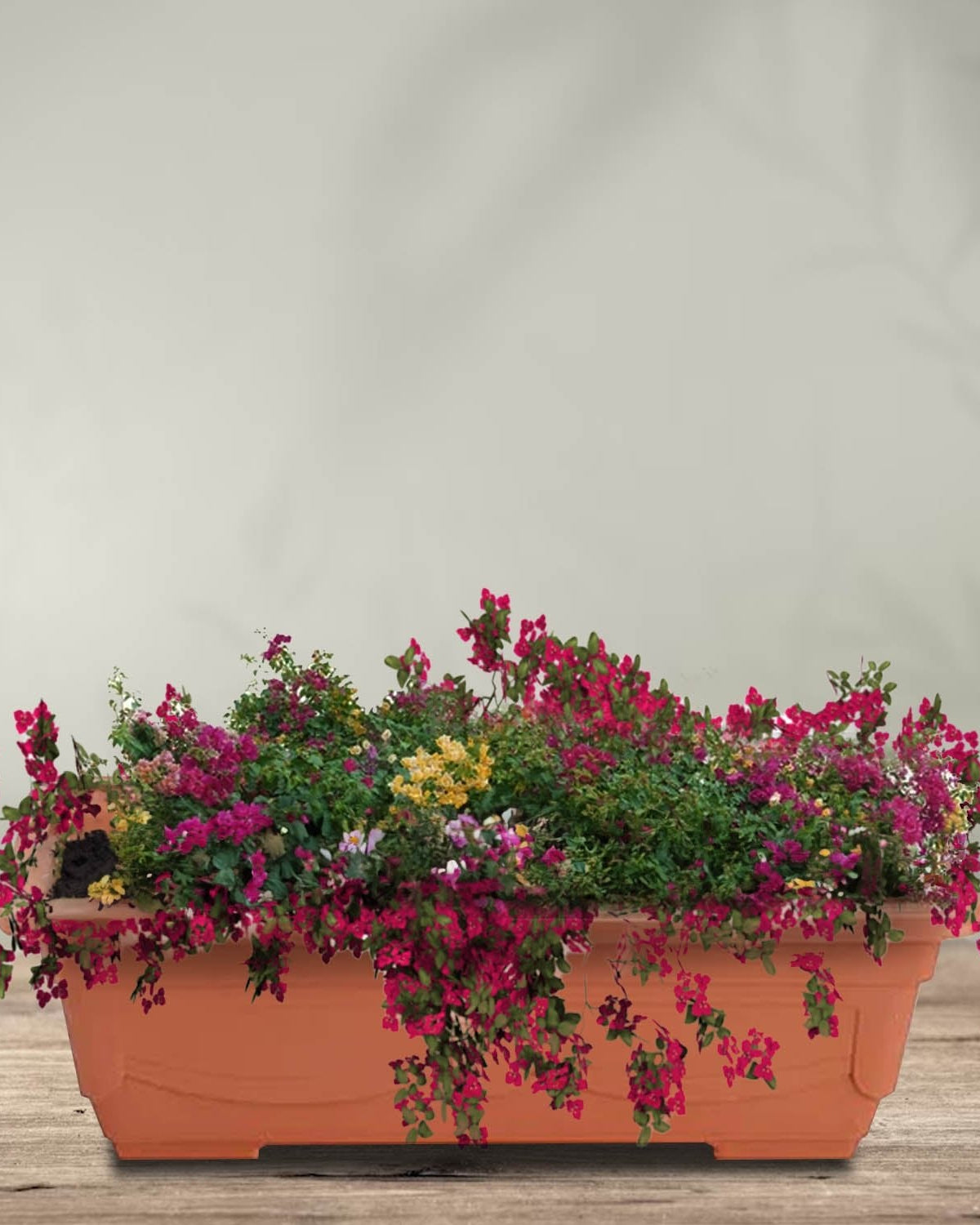 Rectangle Flowerpot with Plate | Terracotta Plastic, 44.5–70 cm long - Acacia Garden Center