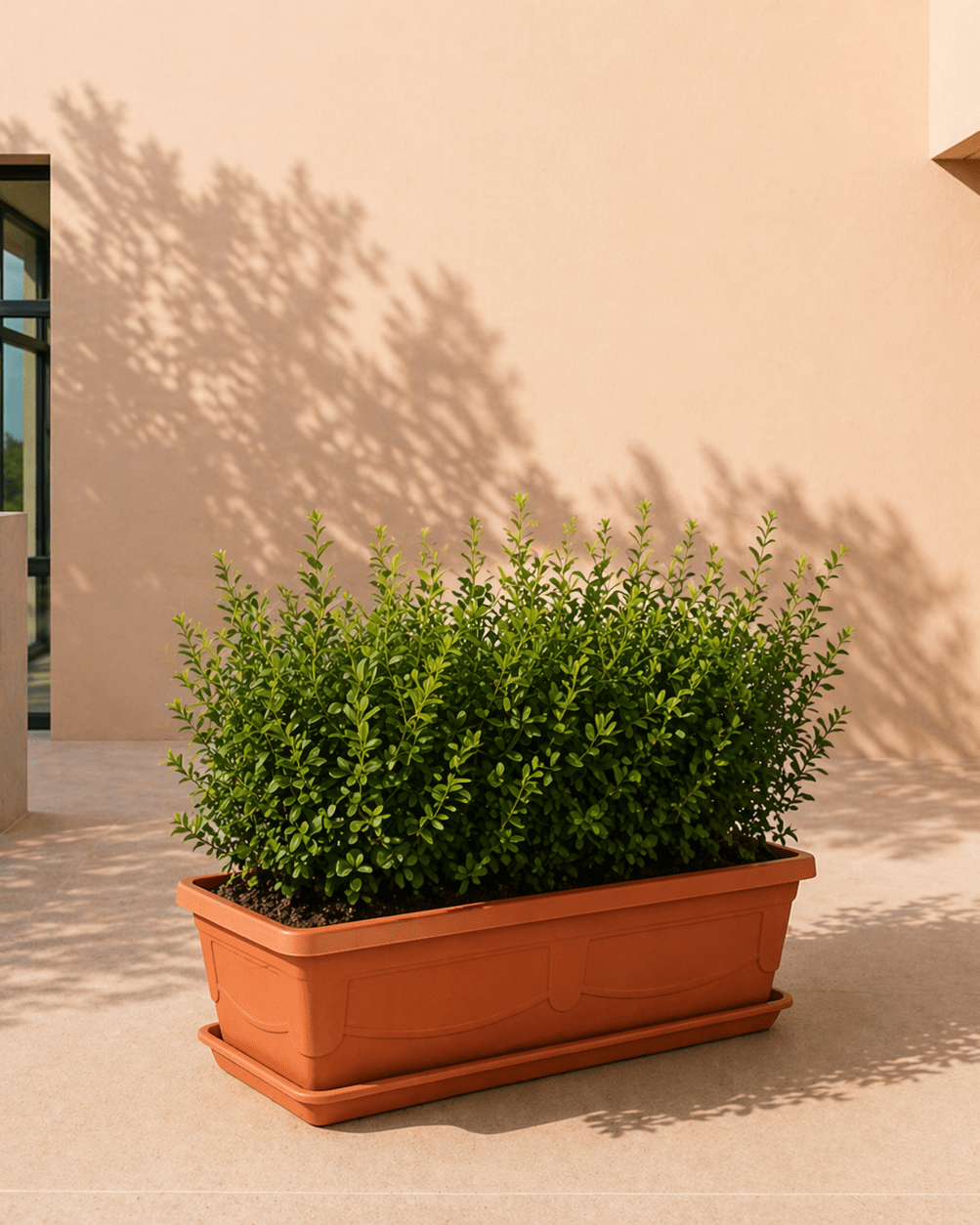 Rectangle Flowerpot with Plate | Terracotta Plastic, 44.5–70 cm long - Acacia Garden Center