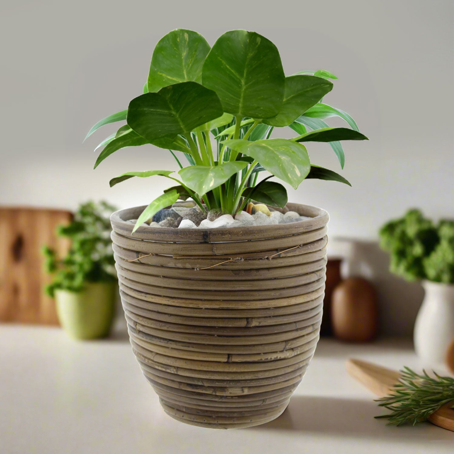Round Balloon Pot (301975) | Natural, D24 × 24 cm - Acacia Garden Center