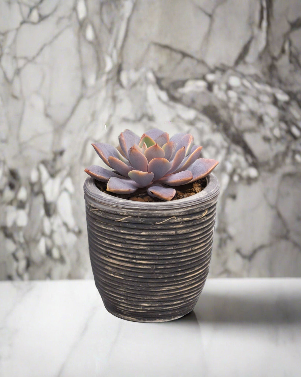 Round Balloon Pot (302196) | Black Wash, D13 × 11 cm - Acacia Garden Center