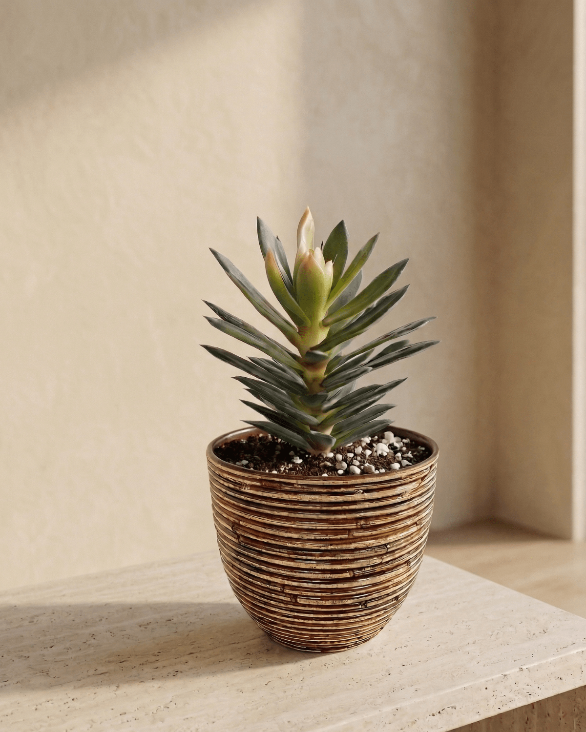 Round Balloon Pot (304567) | Bronze, D24 × 24 cm - Acacia Garden Center