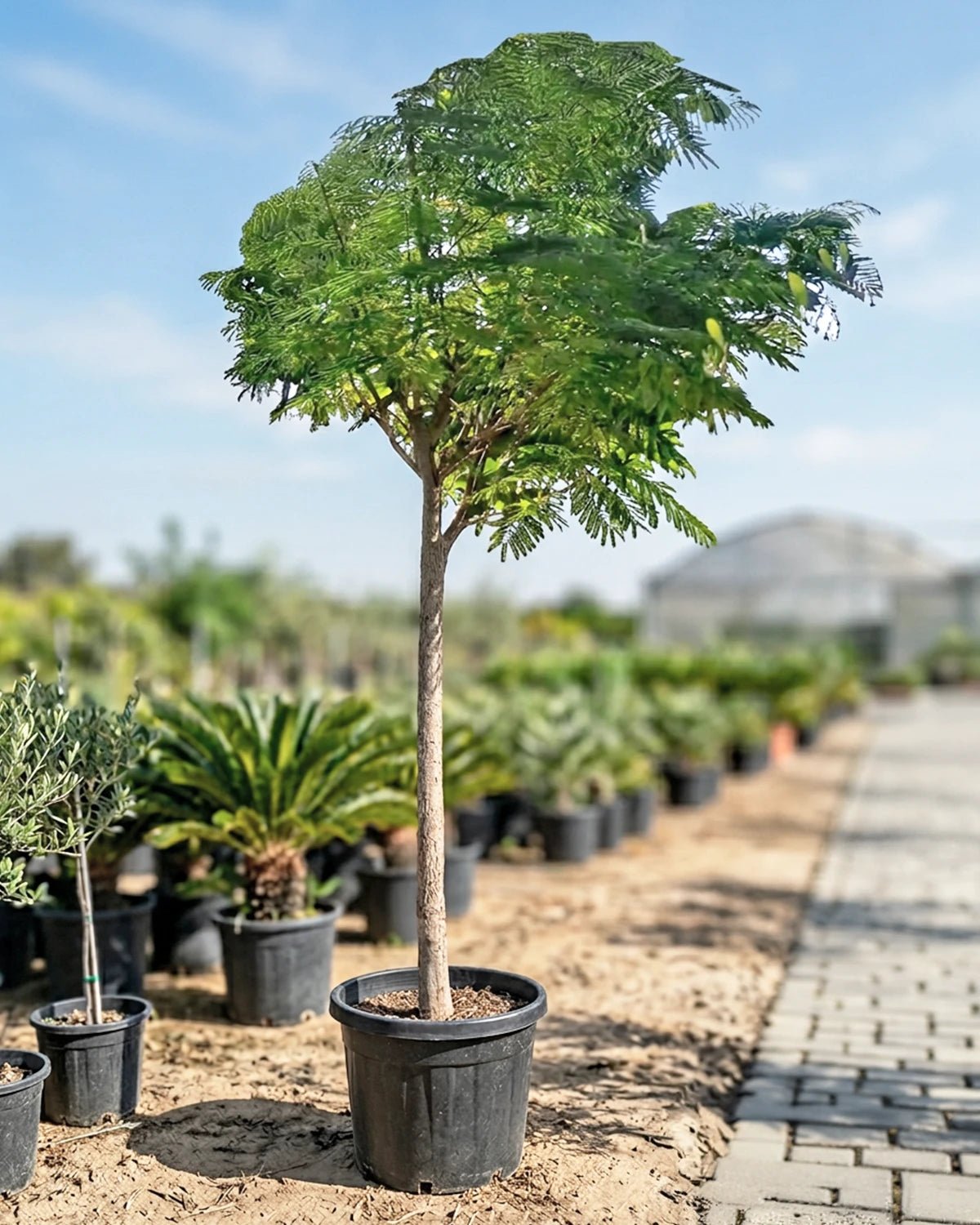 Royal Poinciana (Delonix regia) | 4.0–4.5 m, 20–25 cm Girth - Acacia Garden Center