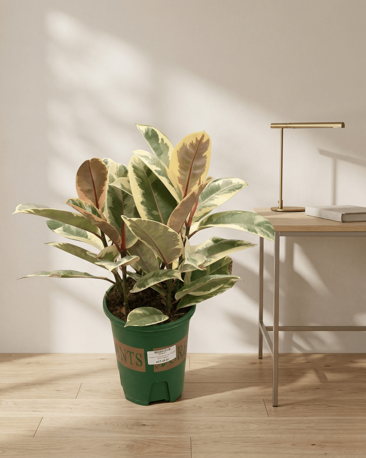 Rubber Plant – Assorted (Ficus elastica) | 20–80 cm - Acacia Garden Center