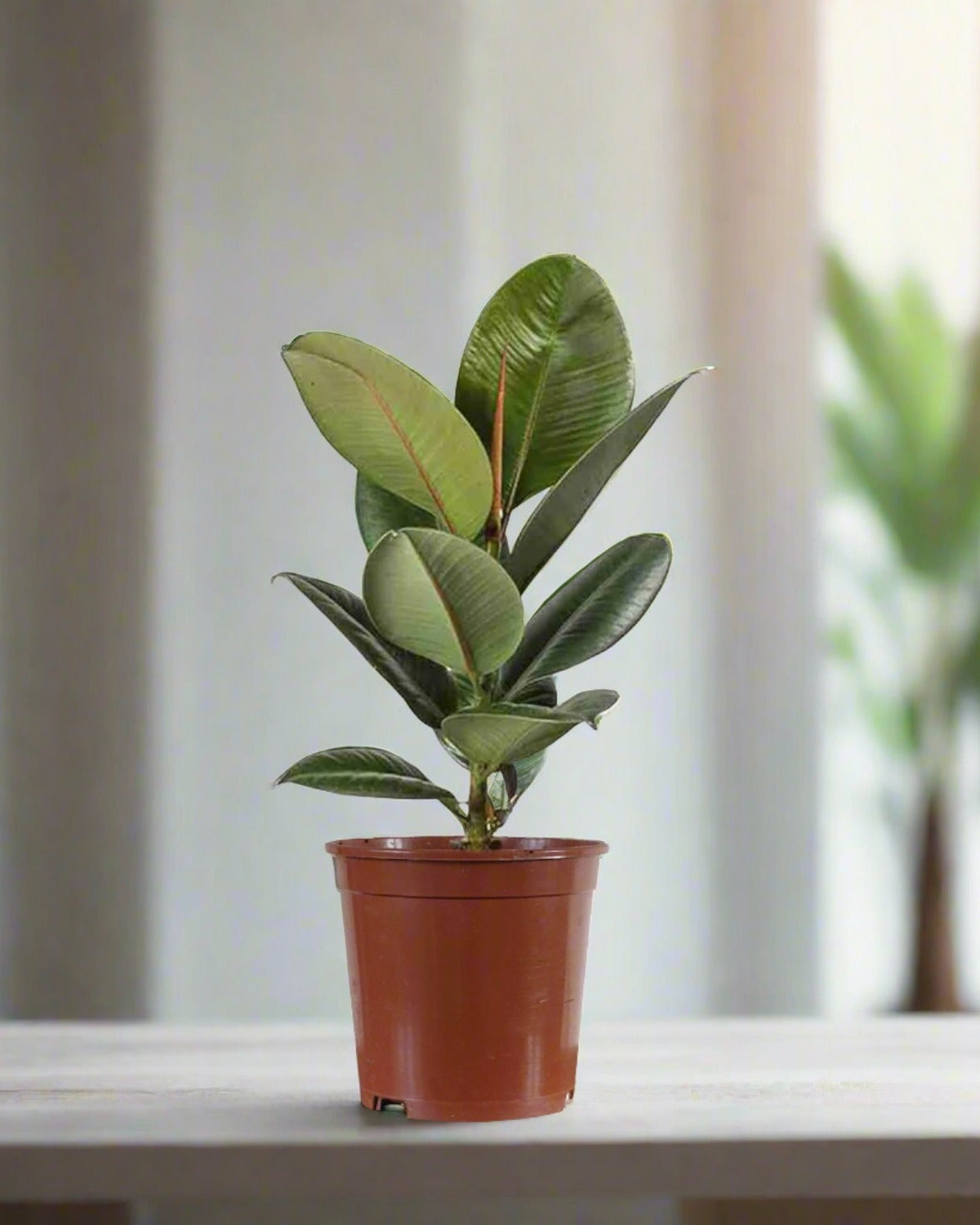 Rubber Plant (Ficus elastica) - Acacia Garden Center