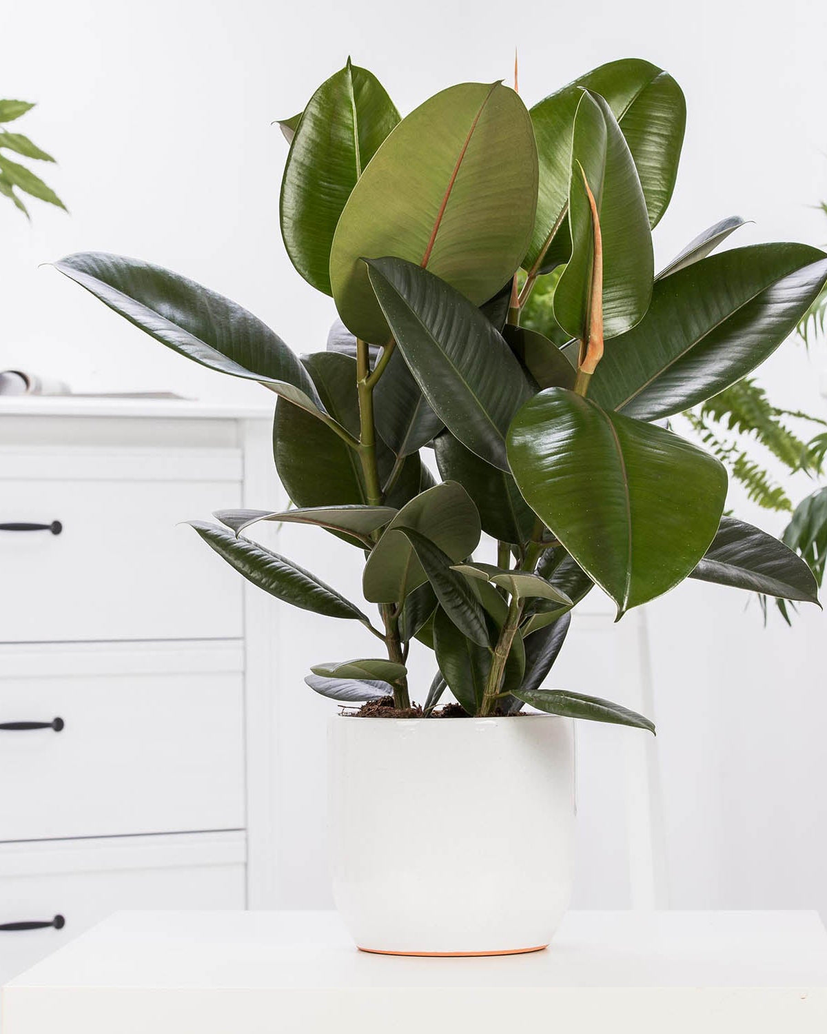 Rubber Plant (Ficus elastica) - Acacia Garden Center