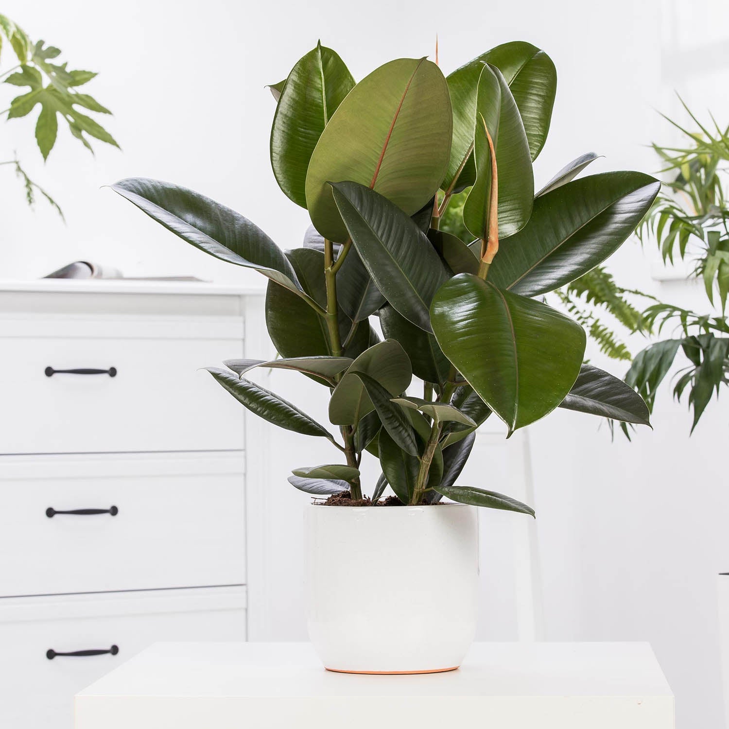 Rubber Plant (Ficus elastica) - Acacia Garden Center