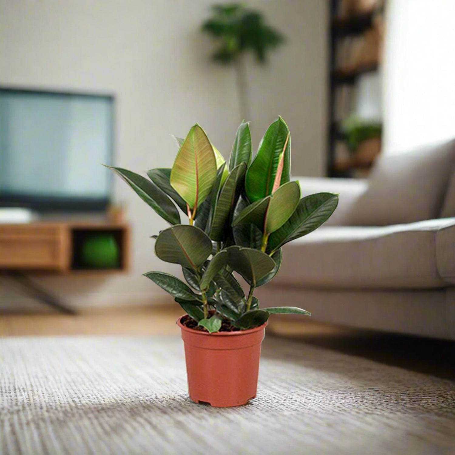 Rubber Plant (Ficus elastica) - Acacia Garden Center