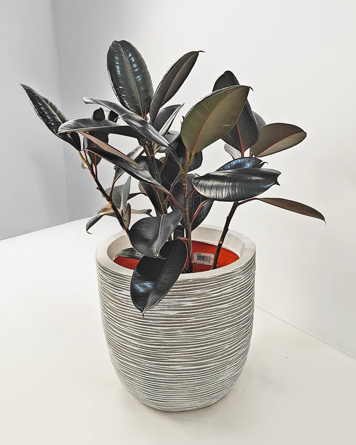 Rubber Plant (Ficus Elastica) | Potted, 70–80 cm - Acacia Garden Center