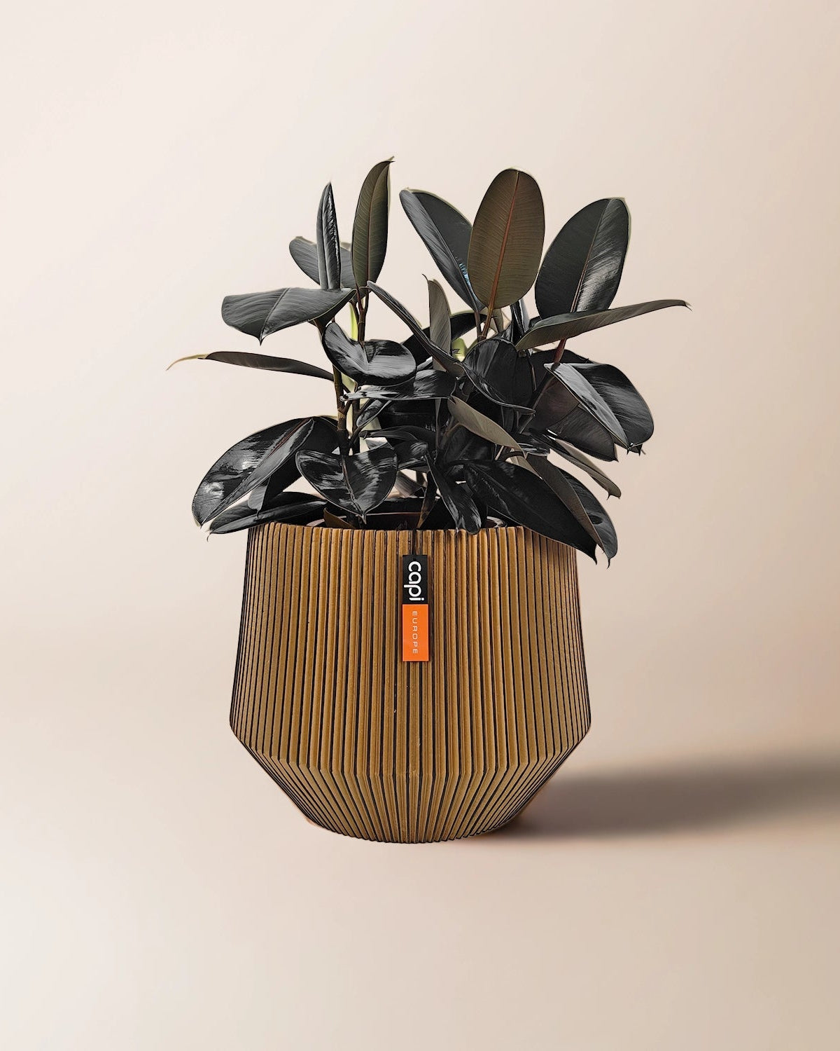 Rubber Plant (Ficus Elastica) | Potted, 70–80 cm - Acacia Garden Center
