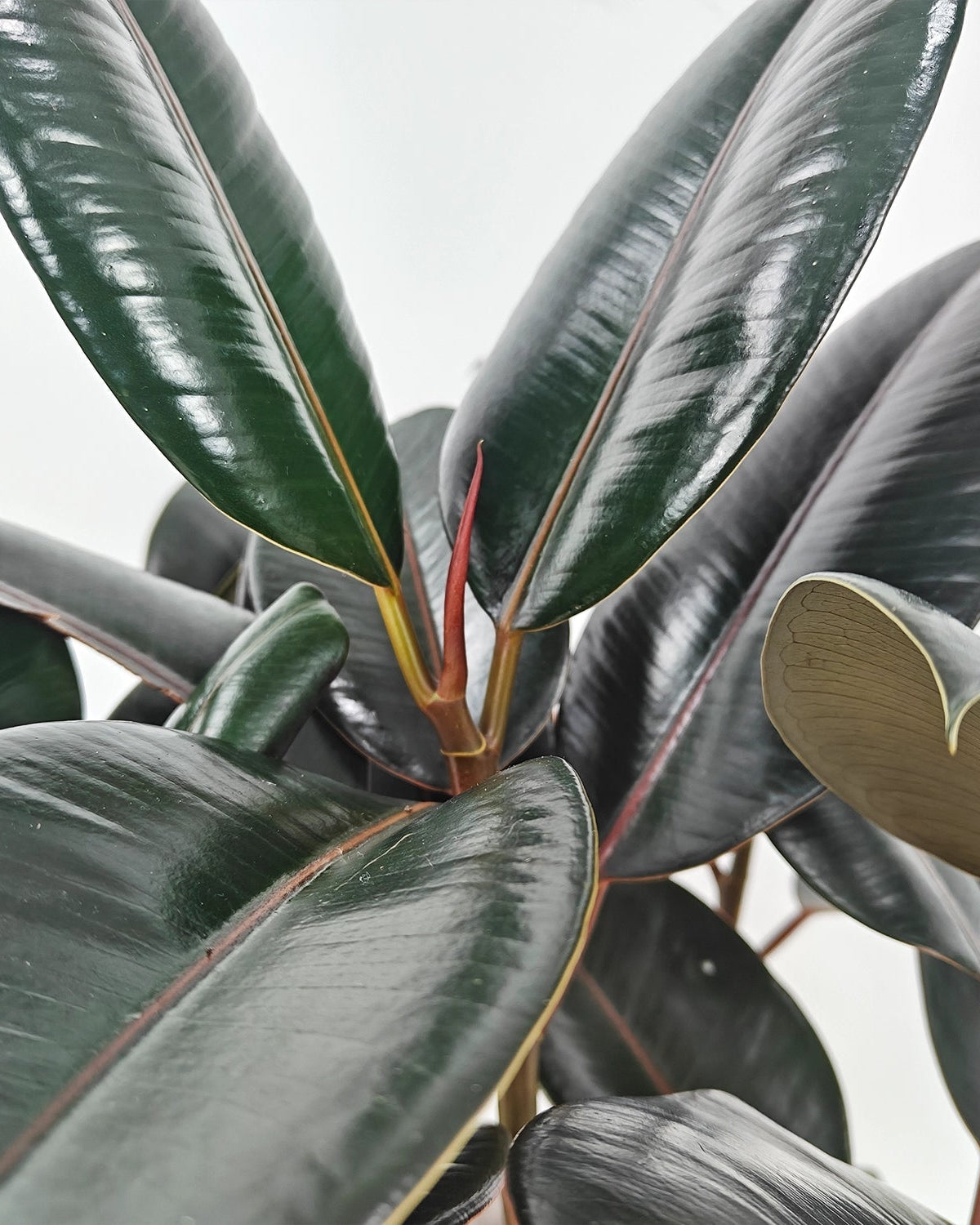 Rubber Plant (Ficus Elastica) | Potted, 70–80 cm - Acacia Garden Center