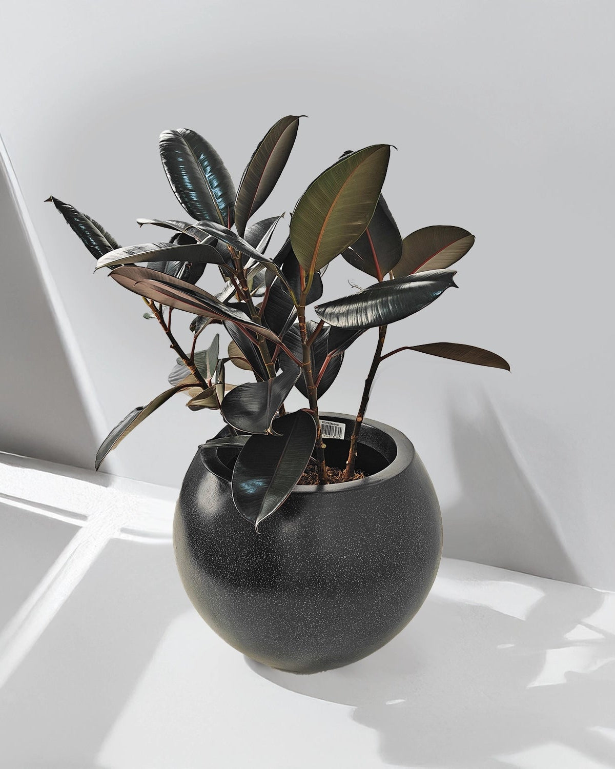 Rubber Plant (Ficus Elastica) | Potted, 70–80 cm - Acacia Garden Center