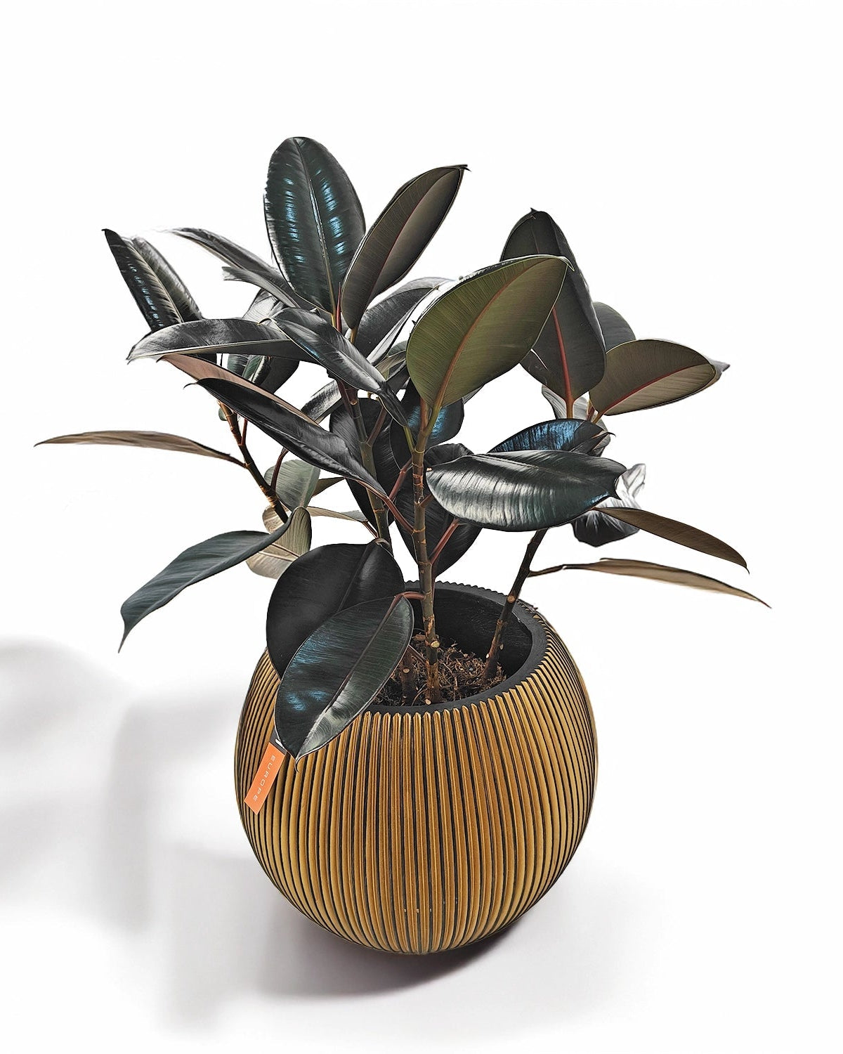 Rubber Plant (Ficus Elastica) | Potted, 70–80 cm - Acacia Garden Center