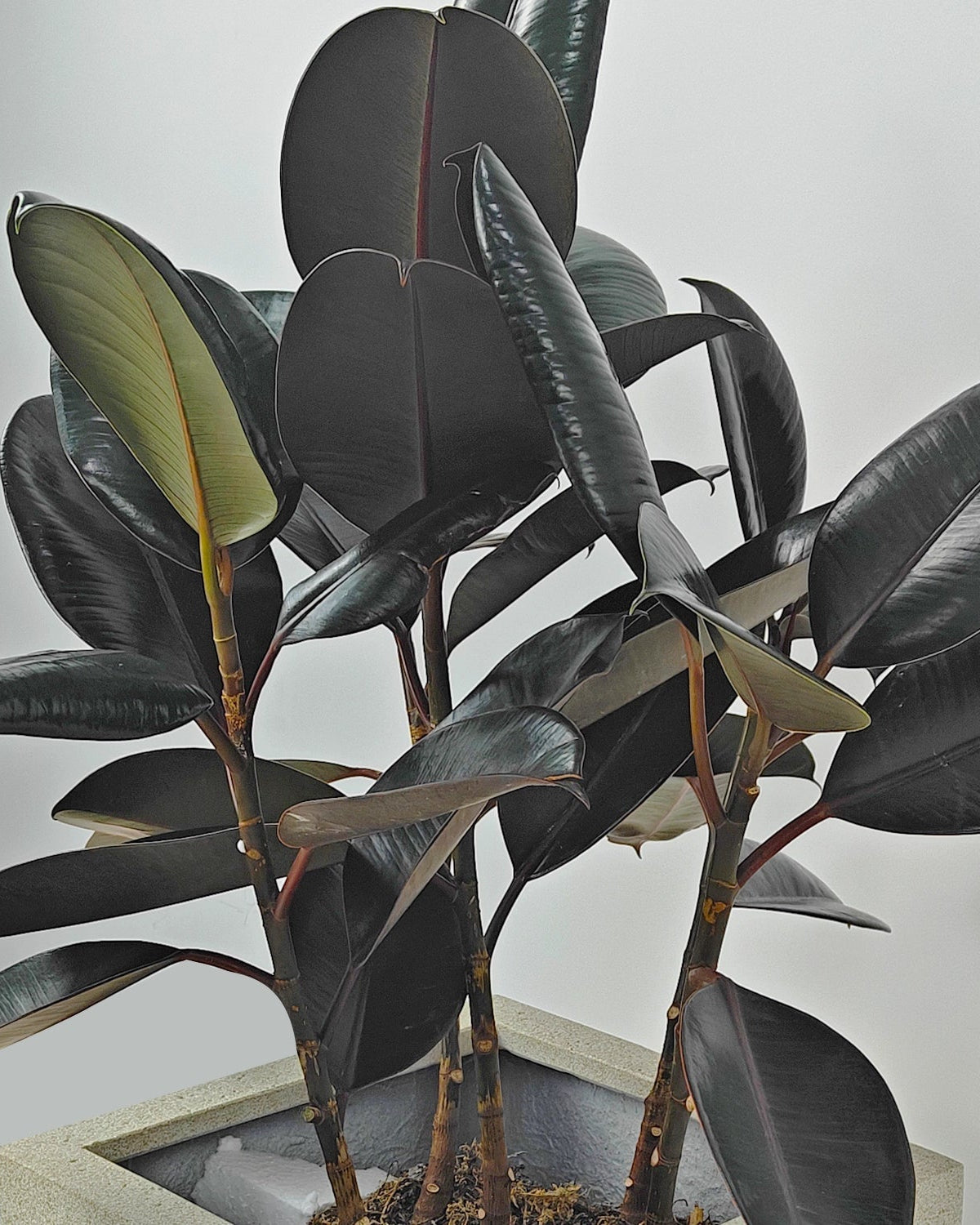 Rubber Plant (Ficus Elastica) | Potted, 70–80 cm - Acacia Garden Center