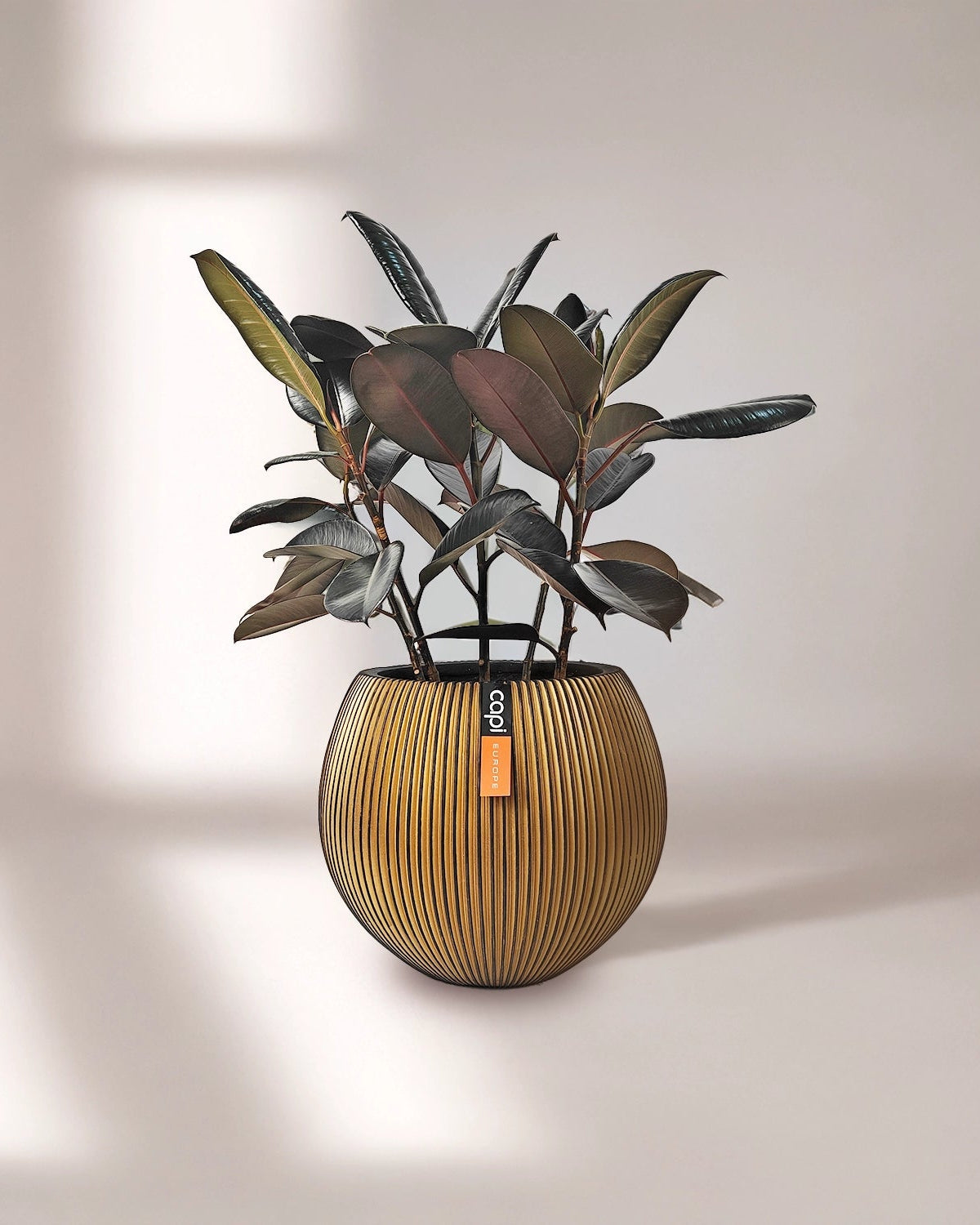 Rubber Plant (Ficus Elastica) | Potted, 70–80 cm - Acacia Garden Center