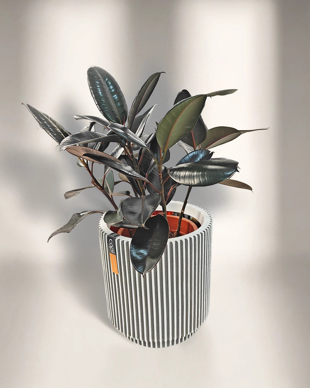 Rubber Plant (Ficus Elastica) | Potted, 70–80 cm - Acacia Garden Center