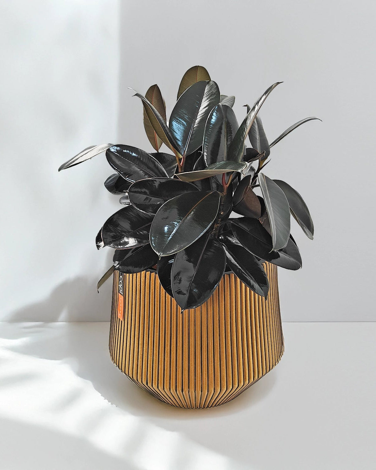 Rubber Plant (Ficus Elastica) | Potted, 70–80 cm - Acacia Garden Center