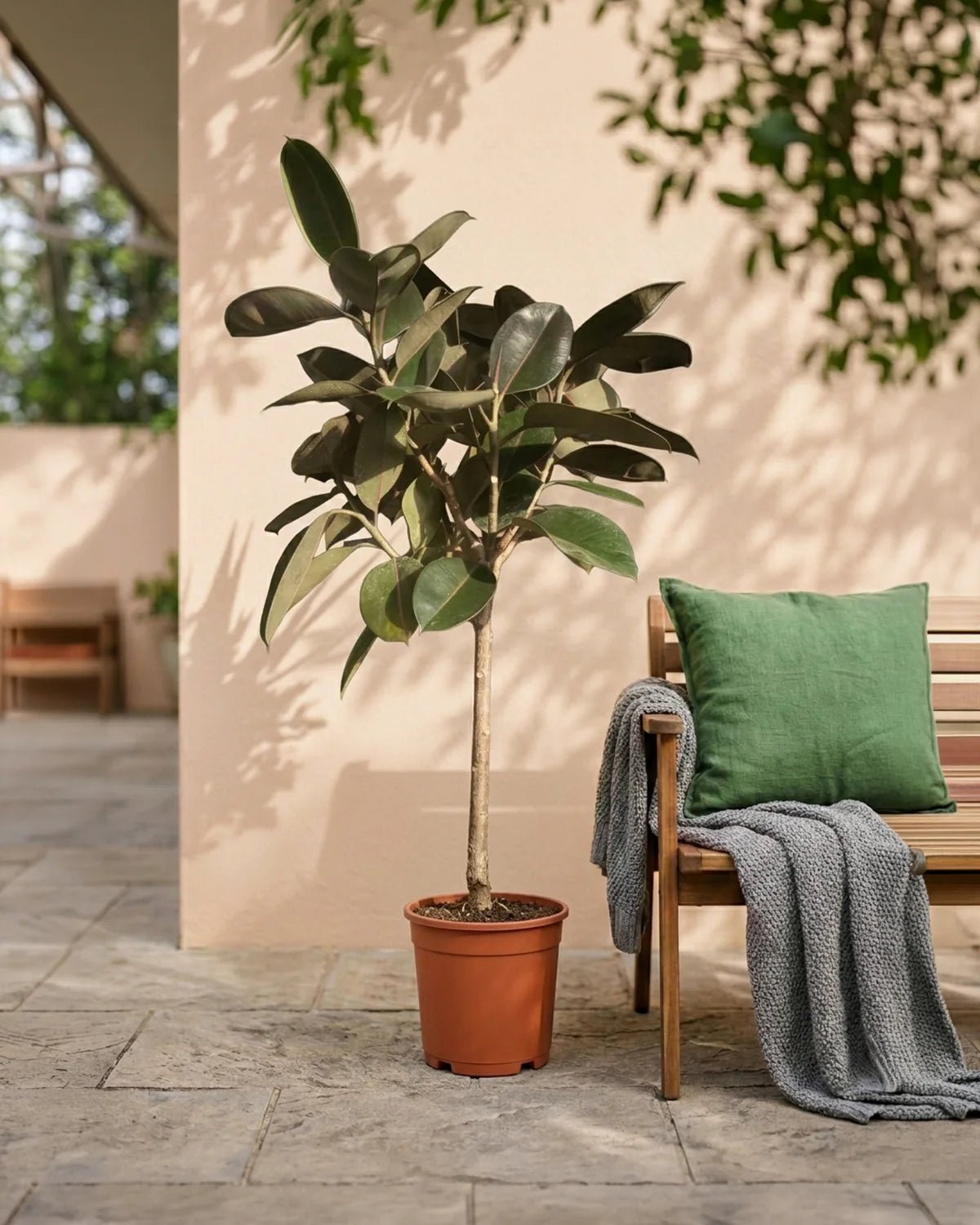 Rubber Plant (Ficus elastica 'Robusta') | 70–80 cm - Acacia Garden Center