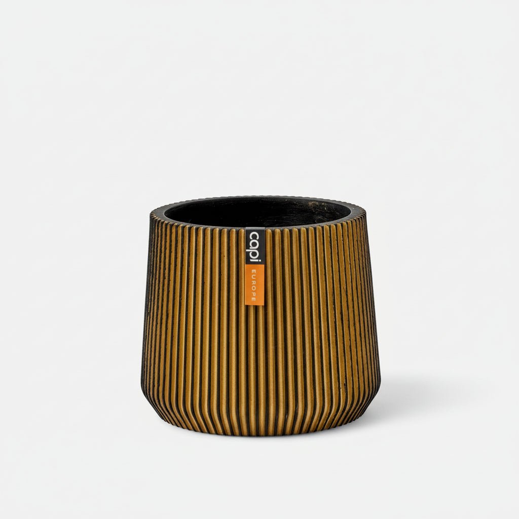 Sandbag Groove Black Gold - Acacia Garden Center