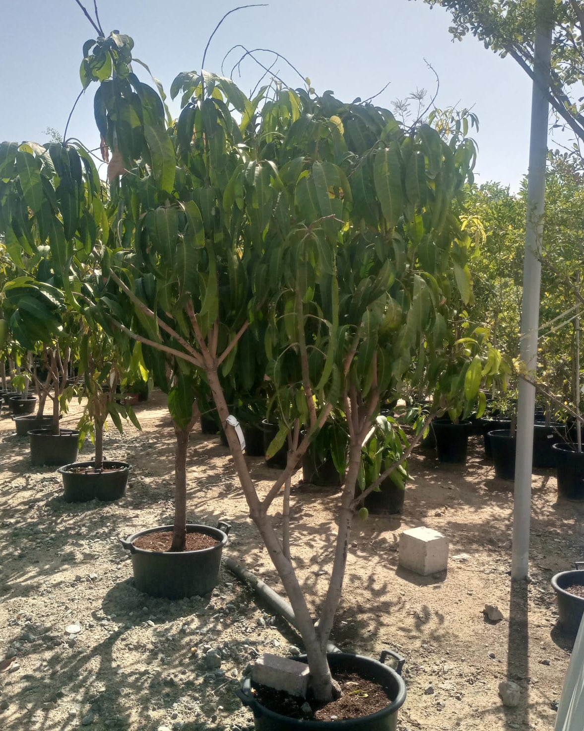 Sapodilla (Manilkara zapota) | 1.0–1.2 m - Acacia Garden Center