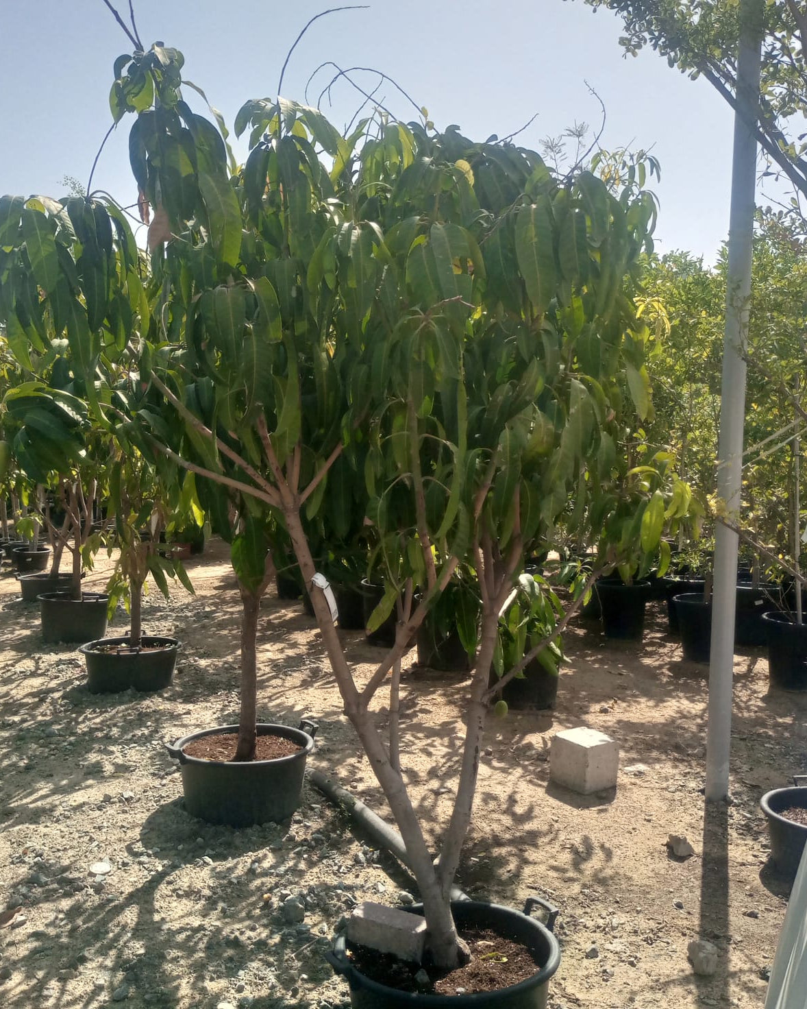 Sapodilla (Manilkara zapota) | 1.0–1.2 m - Acacia Garden Center
