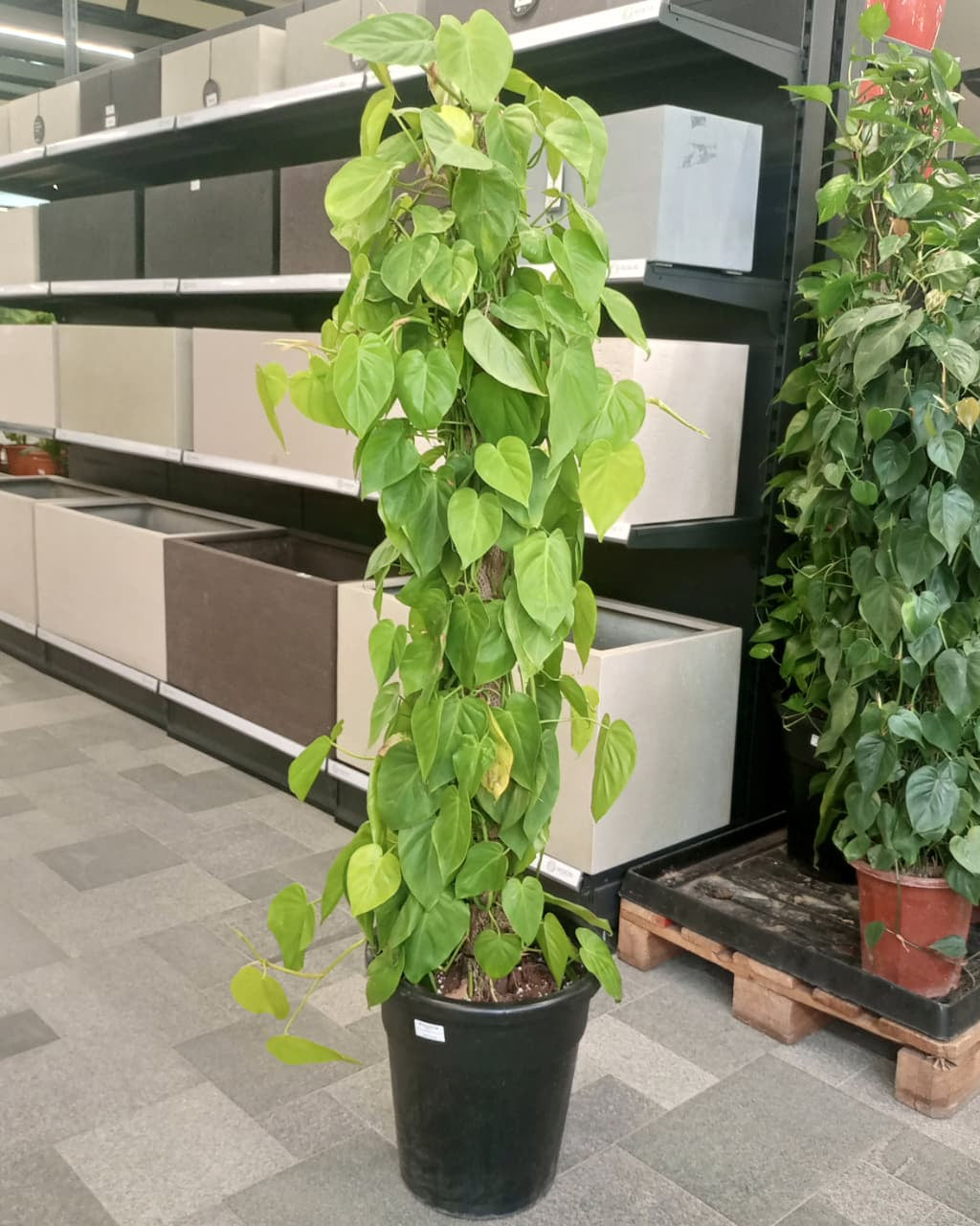 Satin Pothos – XL (Scindapsus pictus) | Climbing, 1.3–1.5 m - Acacia Garden Center