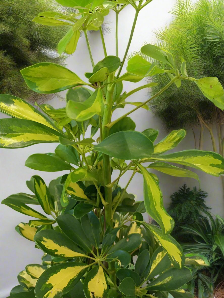 Schefflera Arboricola (Dwarf Umbrella) Gold Capella - Acacia Garden Center
