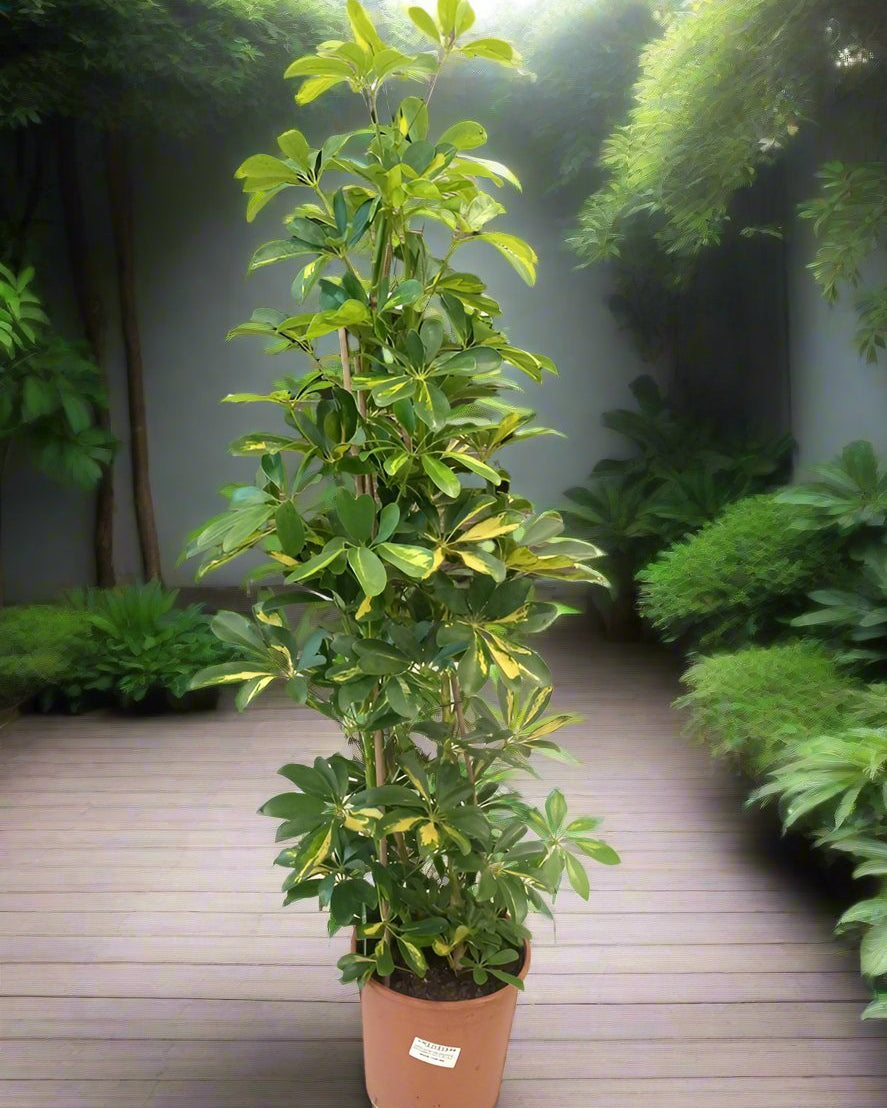 Schefflera Arboricola (Dwarf Umbrella) Gold Capella - Acacia Garden Center