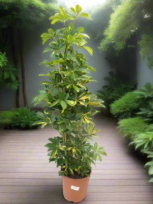 Schefflera Arboricola (Dwarf Umbrella) Gold Capella - Acacia Garden Center