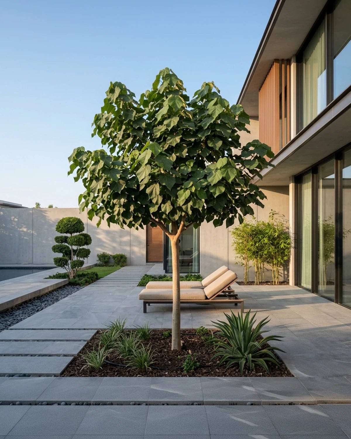 Sea Hibiscus (Hibiscus tiliaceus) | 4.0–4.5 m, 20–25 cm Girth - Acacia Garden Center