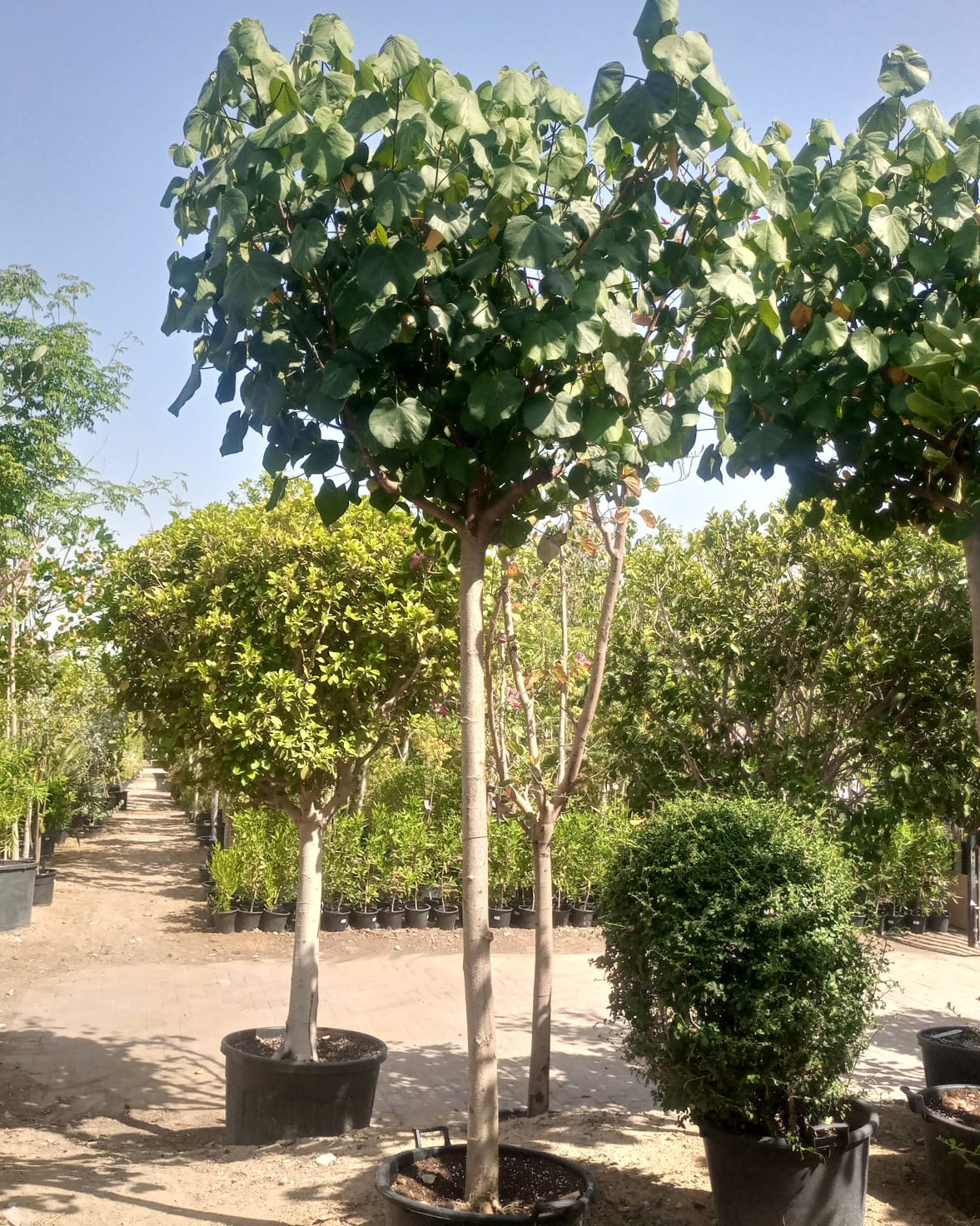Sea Hibiscus (Hibiscus tiliaceus) | 4.0–4.5 m, 20–25 cm Girth - Acacia Garden Center
