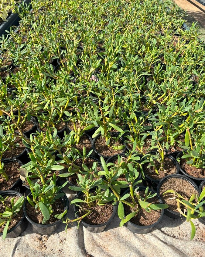 Sea Purslane (Sesuvium portulacastrum) | Ground Cover, 8–10 cm - Acacia Garden Center