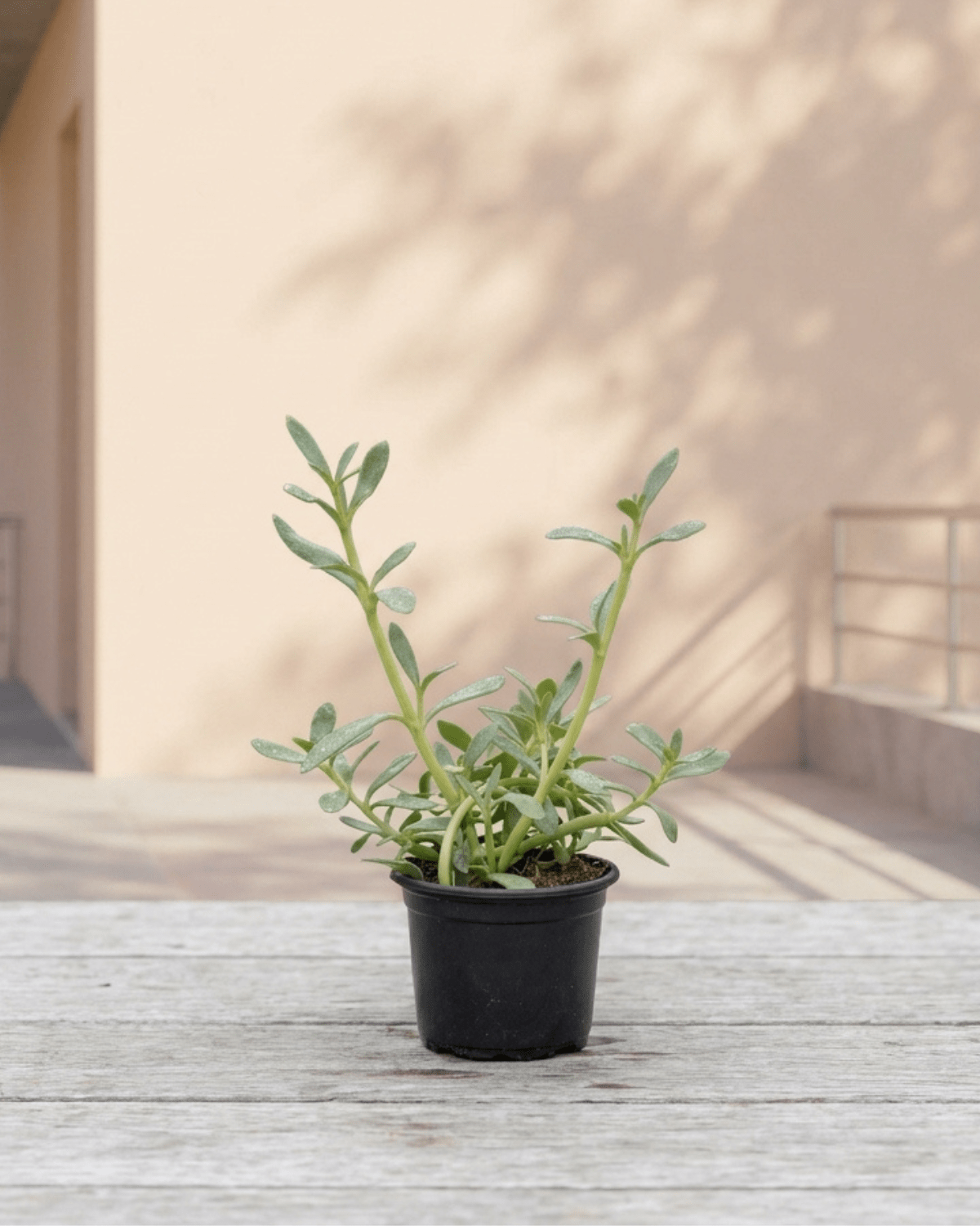 Sea Purslane (Sesuvium portulacastrum) | Ground Cover, 8–10 cm - Acacia Garden Center