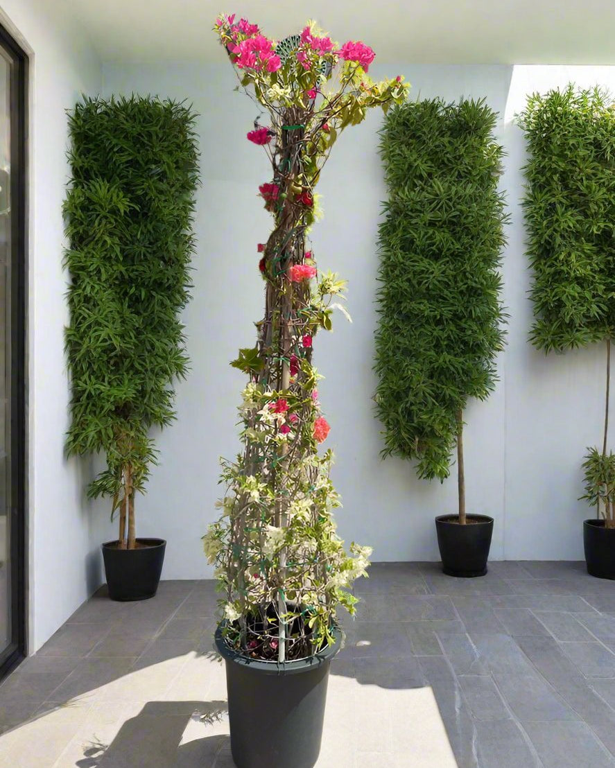 Shrub Bougainvillea Glabra Grafted Cone Shape | 1.8 - 2.0m - Acacia Garden Center